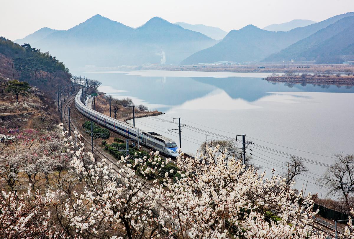 3월 놓치면 아쉬운 국내 꽃구경 명소 BEST 10