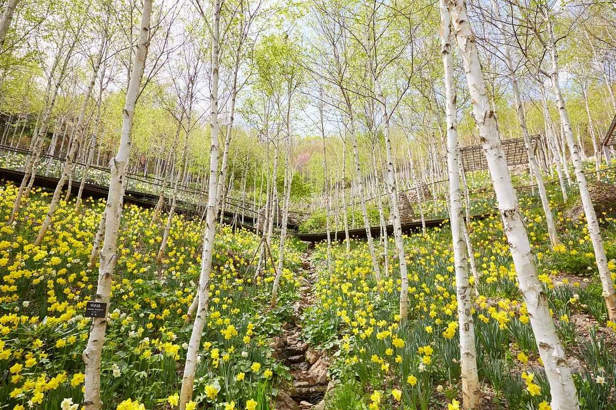 3월 전국 봄꽃 축제, 튤립·수선화 명소 5선