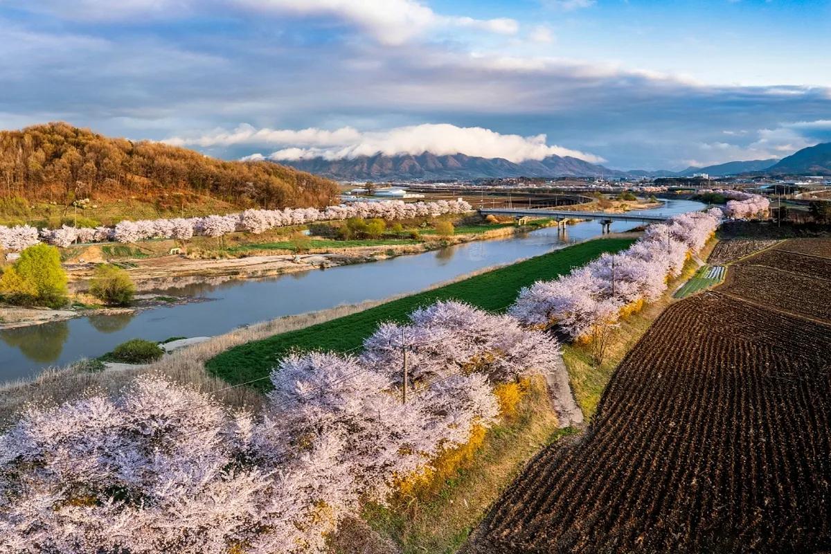 “자동차 NO! 20km 길이 벚꽃 판타지, 보은에서 즐긴다”
