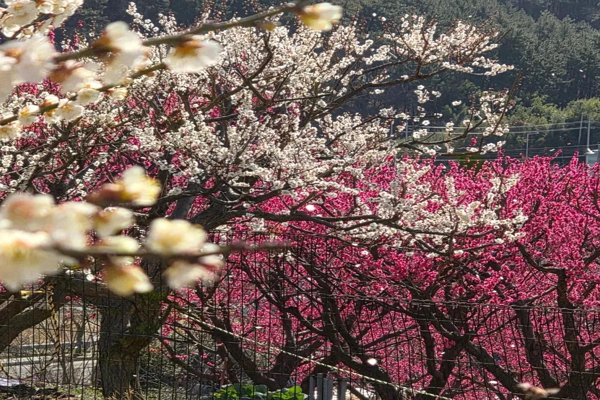 부산에서 봄을 가장 먼저 만나는 곳, 기장 매화원