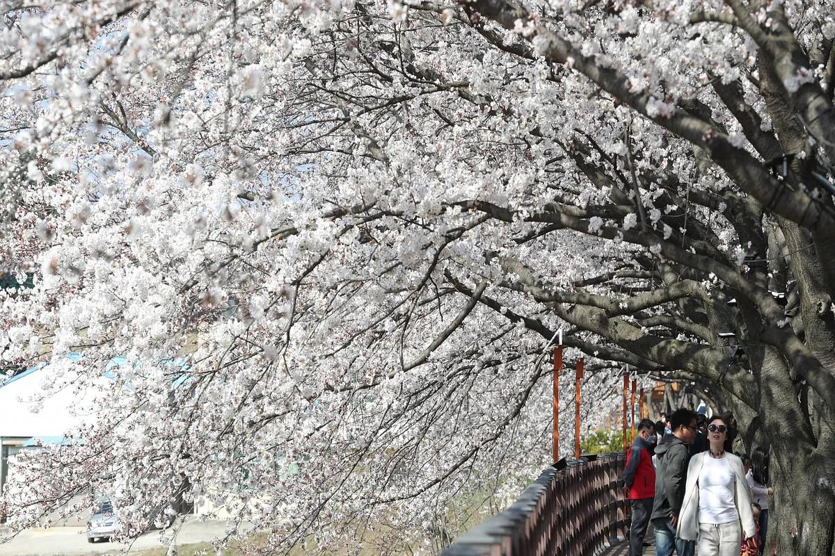 국내 최장 벚꽃길의 봄 선물, 대청호 오백리길에서 만나는 핑크빛 힐링