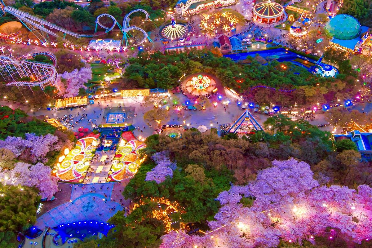 여의도의 3배 벚꽃 숲, 대구 이월드로 떠나는 핑크빛 여행