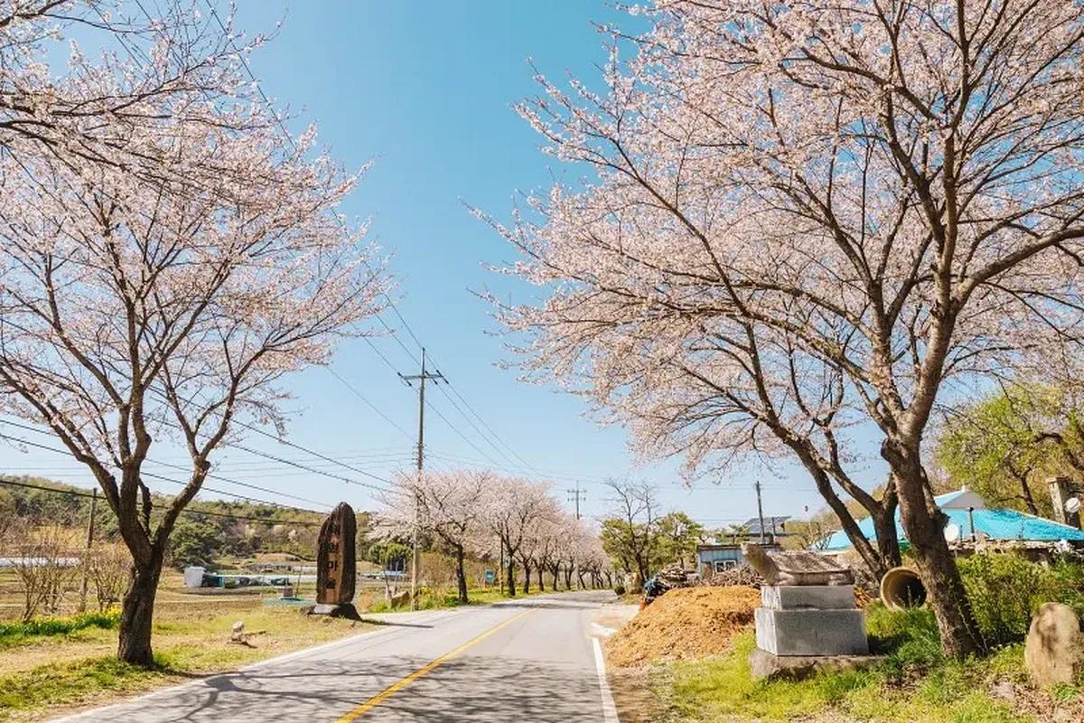 3일 동안 펼쳐지는 노란 수선화 바다, 홍성 거북이마을