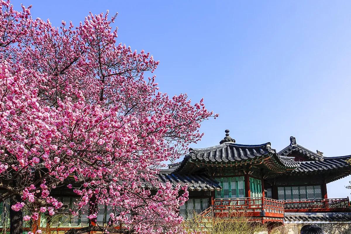 벚꽃보다 한발 앞선 매화, 한국 전통 명소 4곳