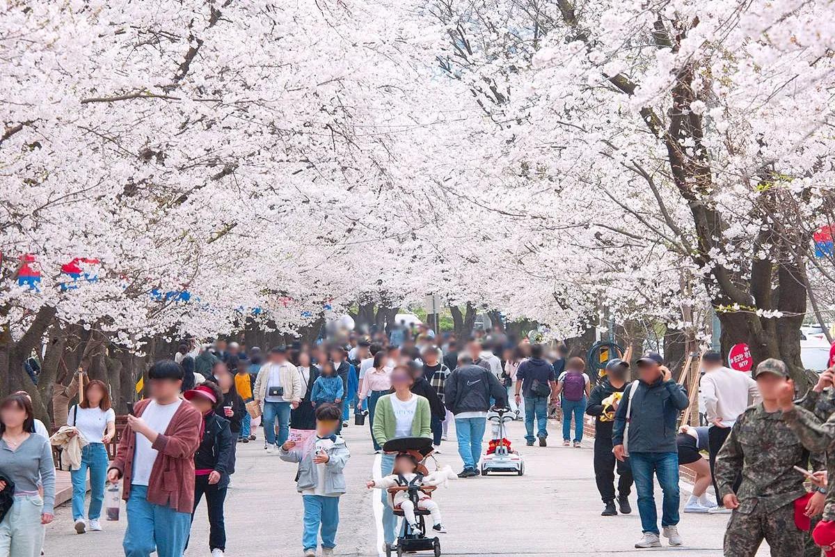 사진작가들이 주목한 벚꽃 명소, 에덴벚꽃길로 떠나자