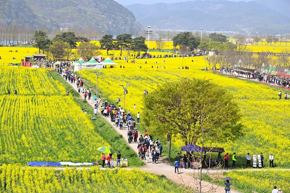 놓치면 1년 기다려야 할 황금빛 향연, 창녕 낙동강 유채단지