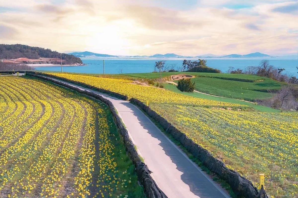 노란 물결로 물드는 봄, 수선화 여행지 세 곳
