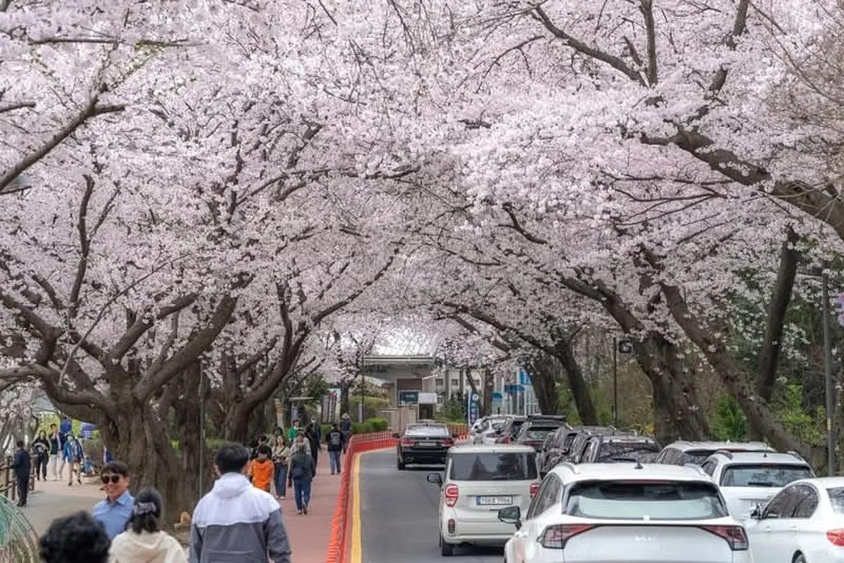 정찰제로 즐기는 군산의 봄, 은파호수공원 벚꽃 야시장