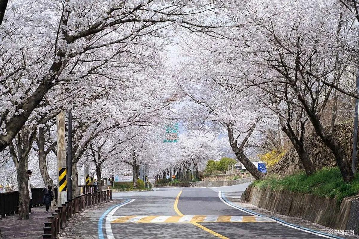 구례로 떠나는 힐링 드라이브, 설렘 가득 봄꽃 코스