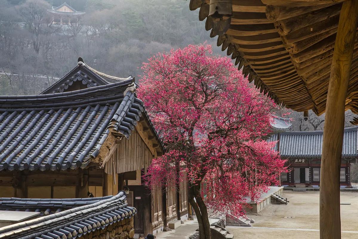 3월 봄꽃이 다 모여있는 구례여행 코스 3곳