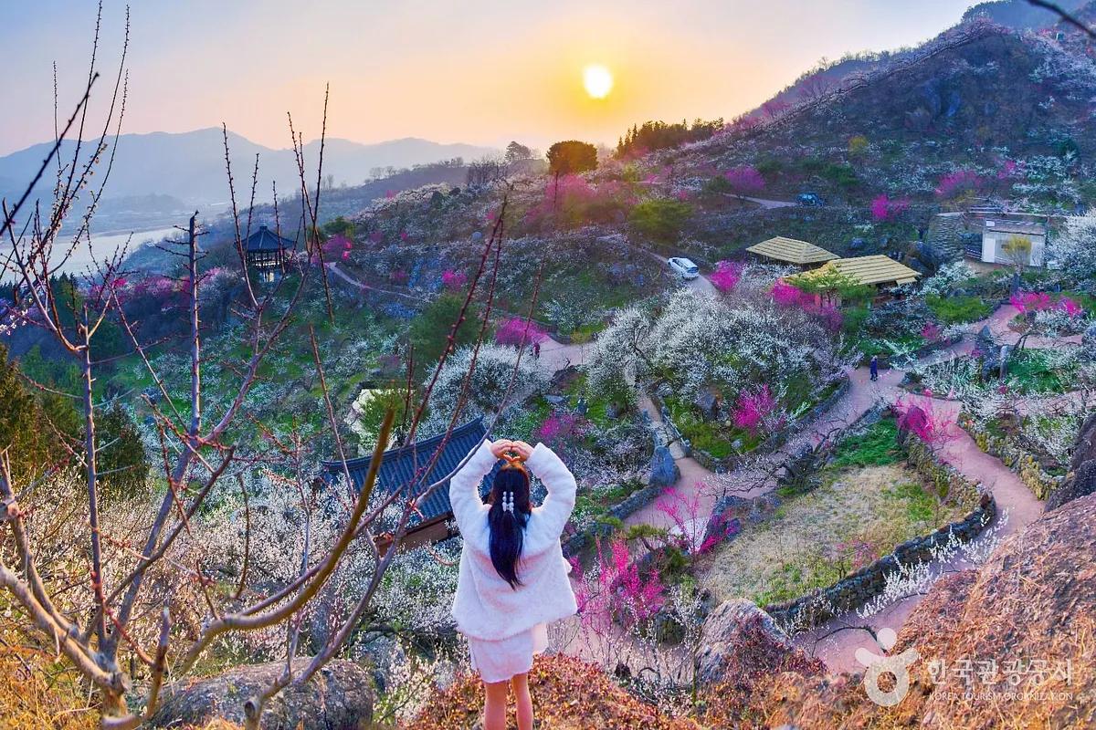 국내 최고 봄꽃 명소, 광양 매화마을에서 만나는 매화 절정
