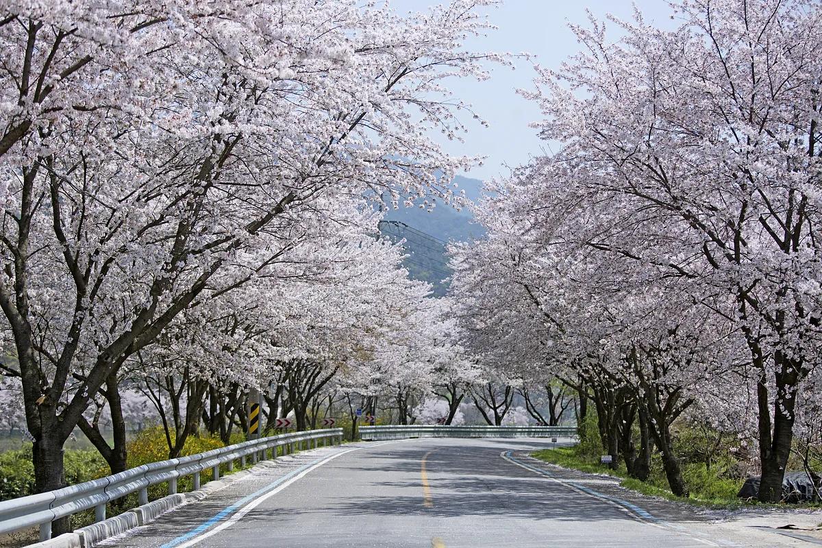 놓치면 1년 기다려야 할 로맨틱 벚꽃 드라이브, 하동 십리벚꽃길
