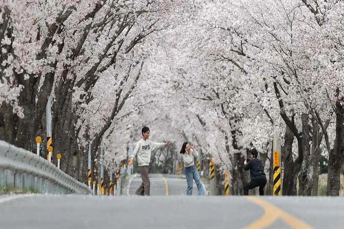 화사한 벚꽃 아래 펼쳐지는 열정의 무대, 함양백운산 벚꽃축제