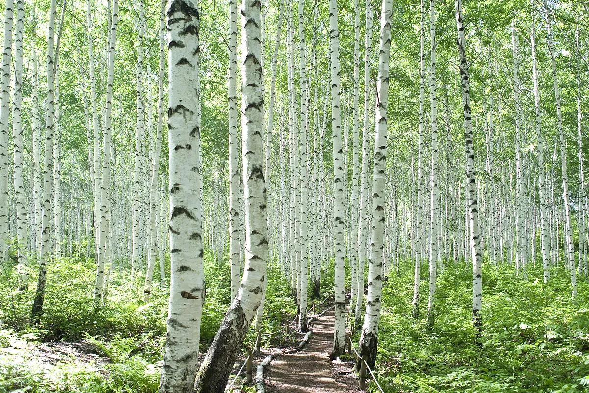 하얀 숲길에서 만나는 힐링, 목재문화체험장이 선사하는 하루