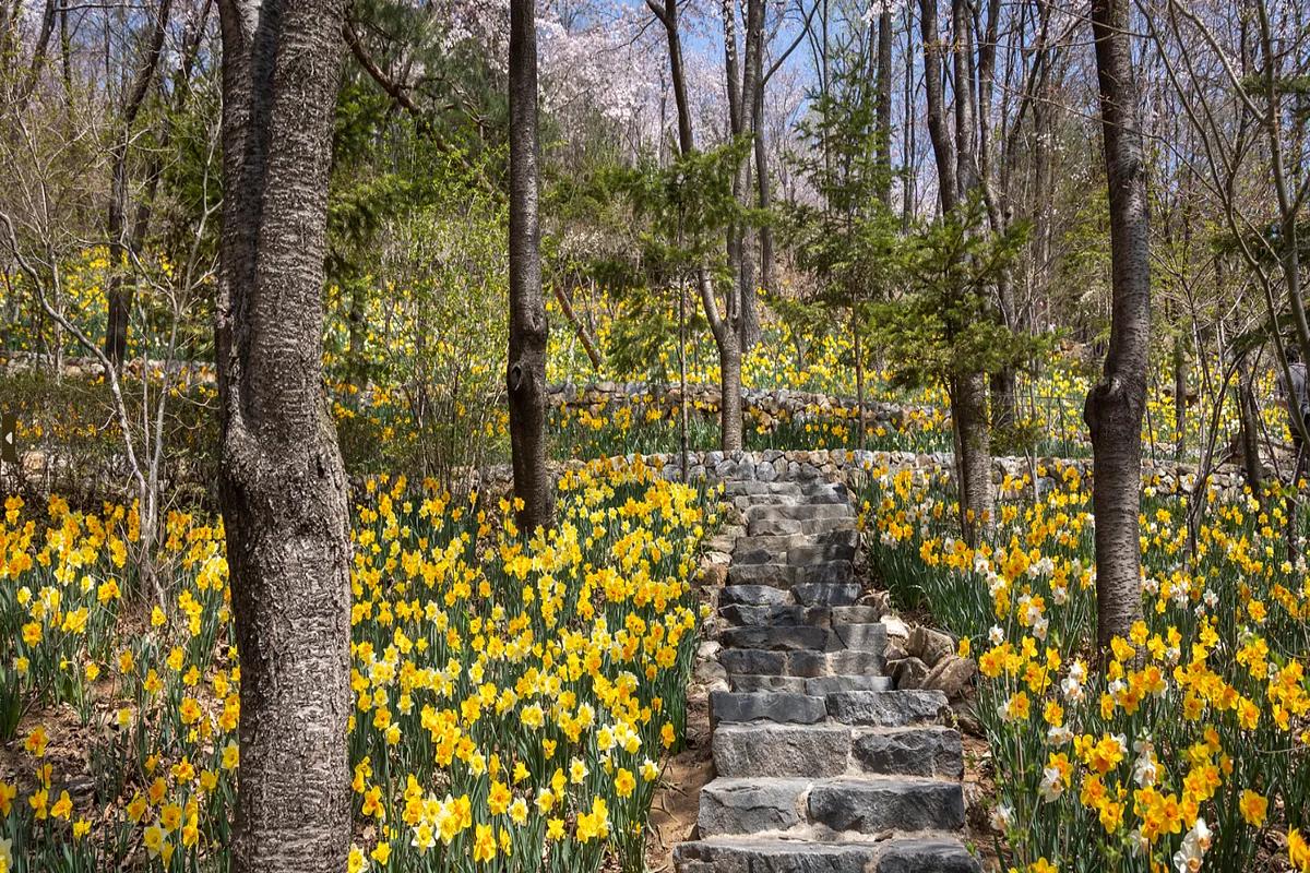 눈부신 봄꽃 퍼레이드, 화담숲 수선화 축제