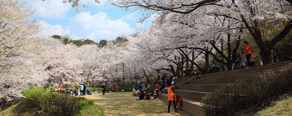 서울 벚꽃 명소, 데이트 가볼 만한 곳 3