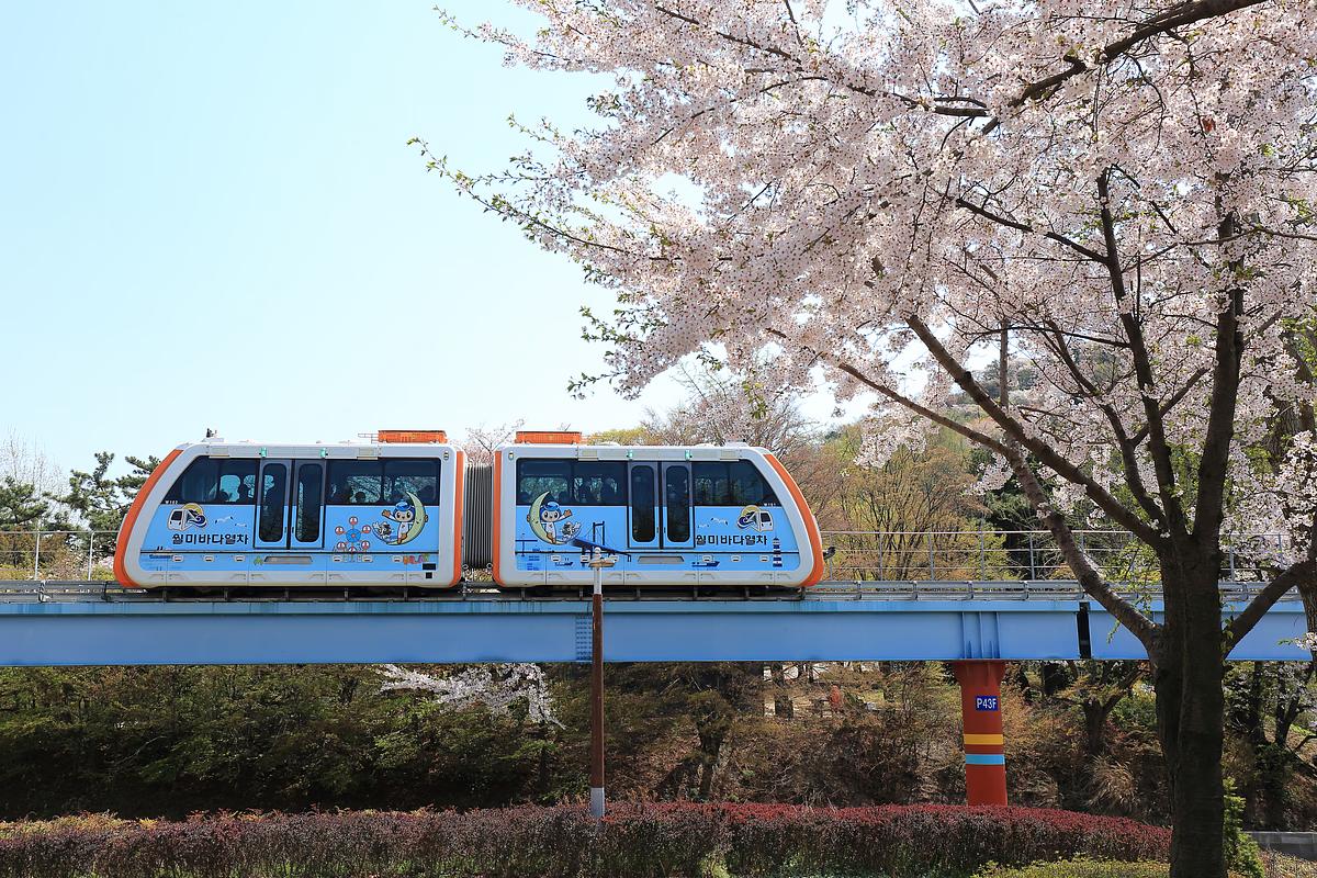 인천 드림파크 벚꽃축제 및 인천 데이트 성지 10곳