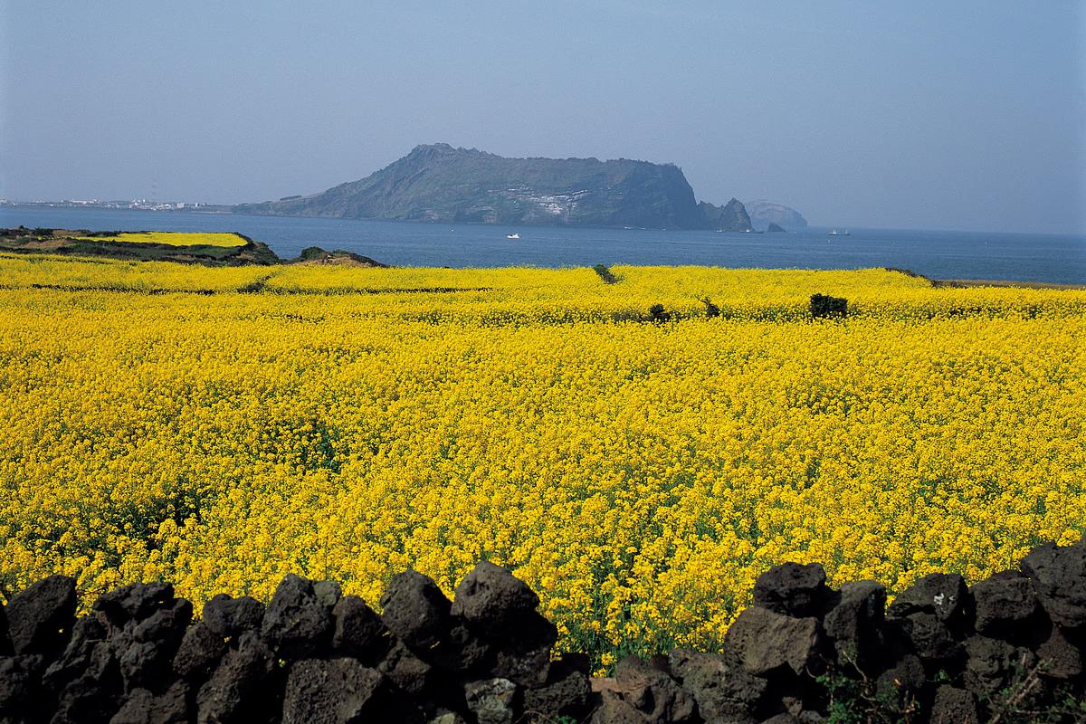제주 봄바람 따라 즐기는 유채꽃 명소 6곳
