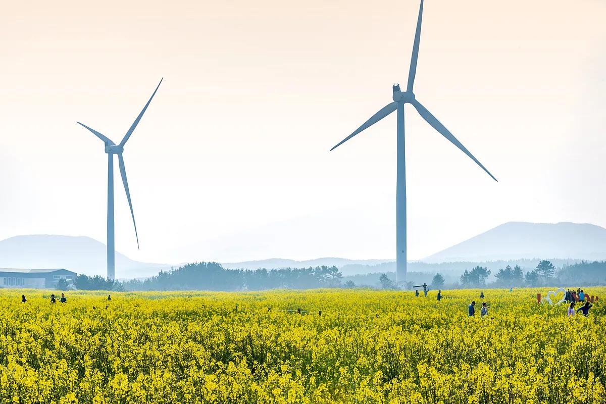 SNS에서 벌써 화제! 봄맞이 제주 유채꽃 명소 ‘웨이뷰’의 매력