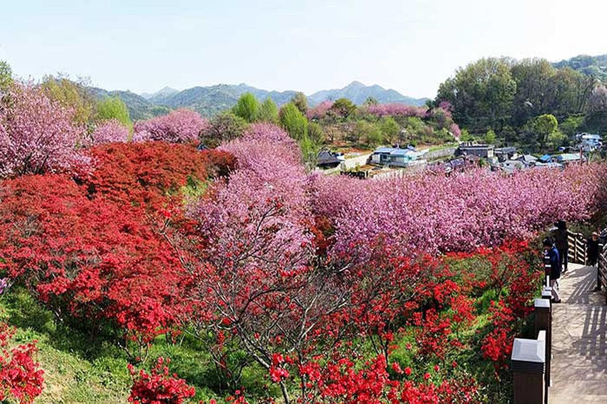 전북 봄꽃 명소 14선, 알록달록 추억을 담다