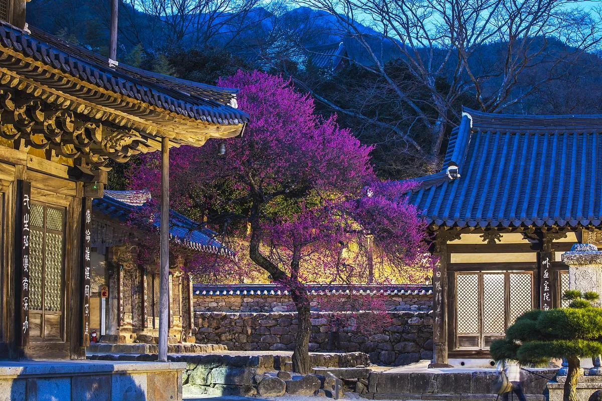 지리산 화엄사, 늦게 피는 홍매화로 물드는 힐링 코스