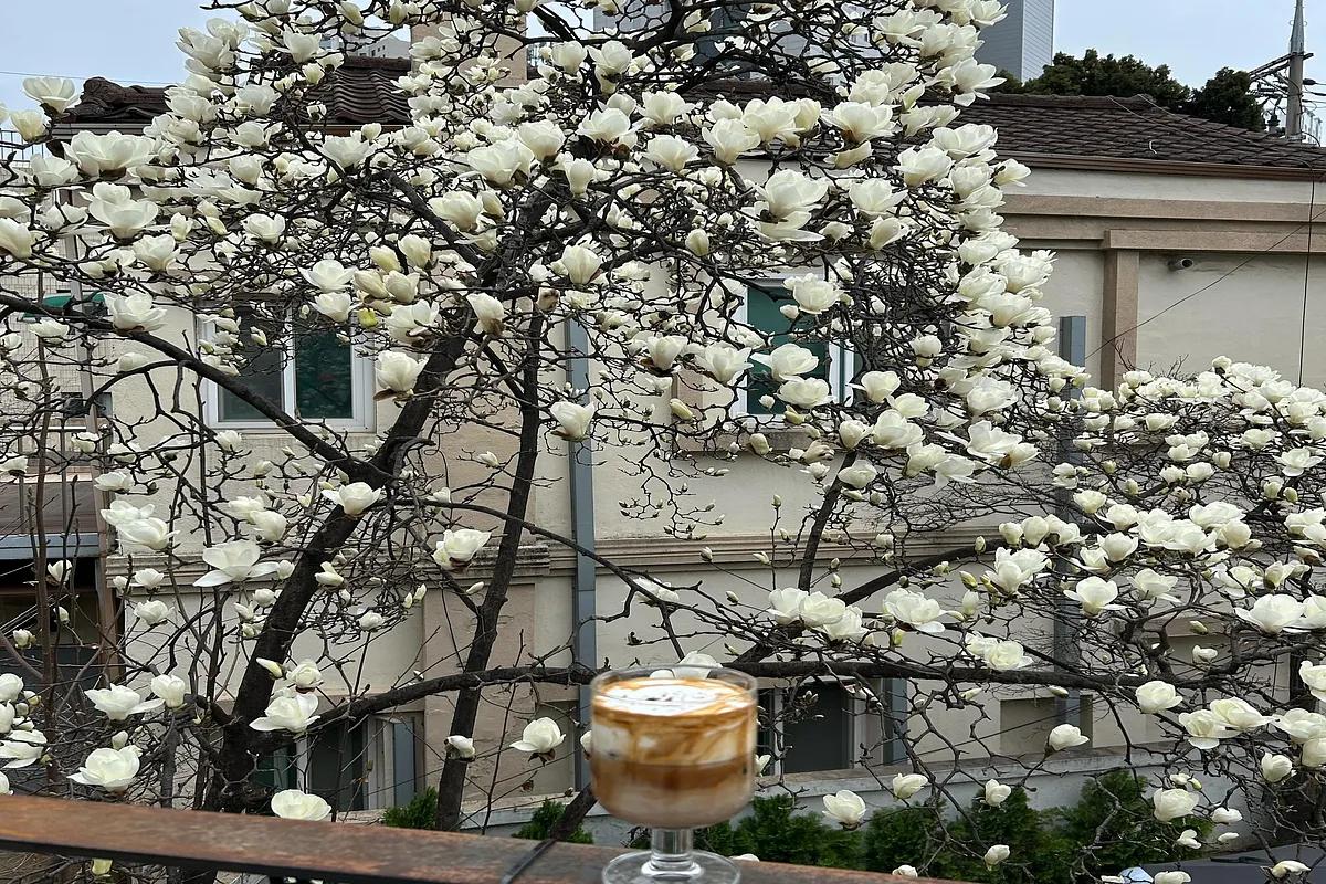 “이번 주가 딱! 목련 만개한 서울·수원 핫플 5곳”