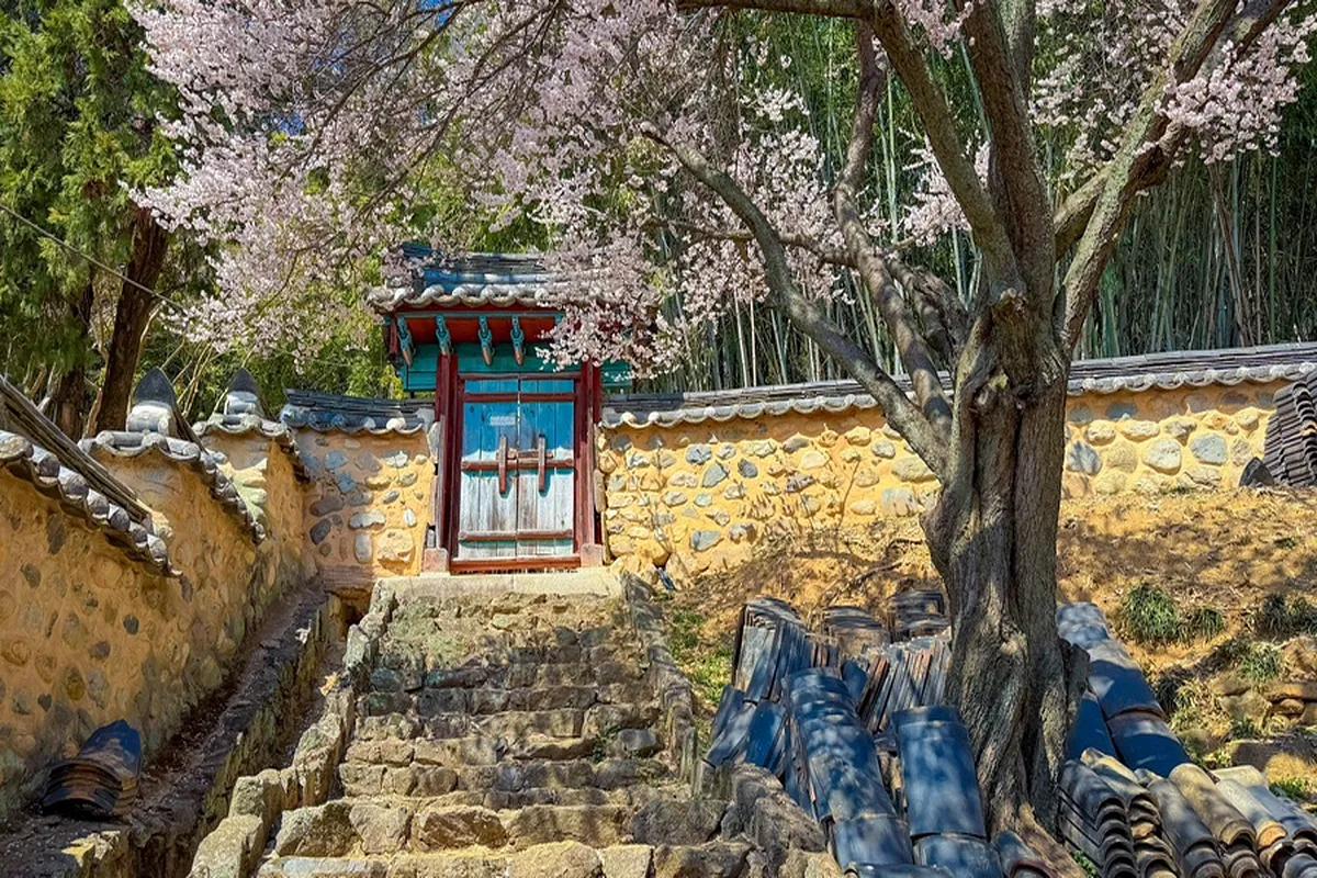 절정에 피어난 매화가 전하는 봄, 밀양향교