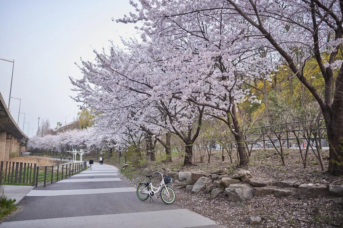 “국내 벚꽃 핫스팟 4곳, 봄에 꼭 가봐야 할 명소”