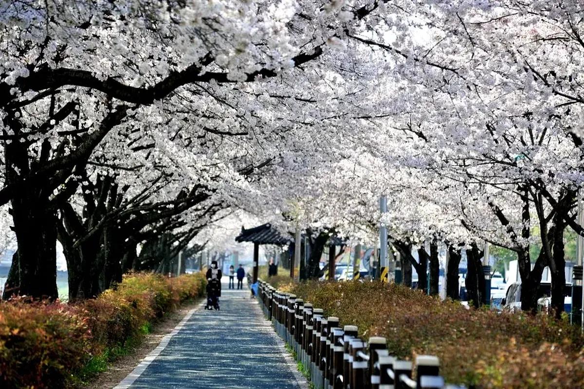 놓치면 다시 1년 기다려야 할 1.4km 벚꽃 터널, 옥천골벚꽃축제의 매력