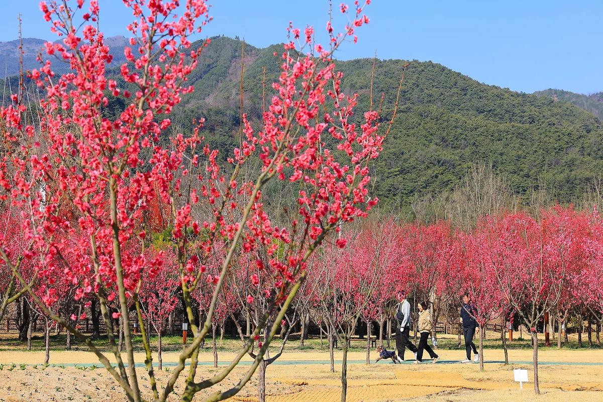 홍매화와 수달의 낭만 산책, 섬진강변에서 즐기는 국내 최대 생태공원