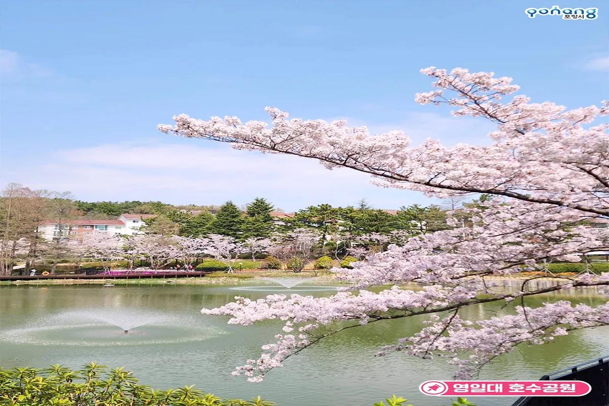 바다부터 벚꽃까지, 포항에서 만나는 봄 힐링 명소 3곳