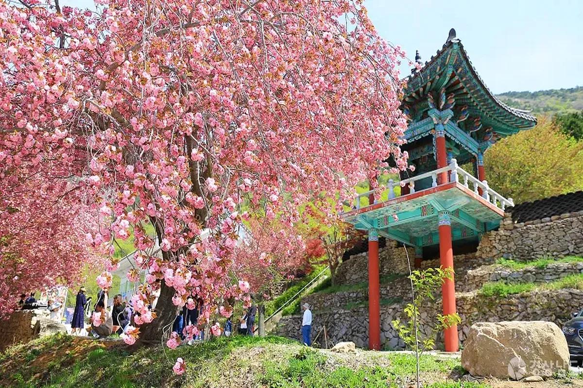 눈부신 봄, 겹벚꽃으로 물드는 사천 청룡사의 반전 매력