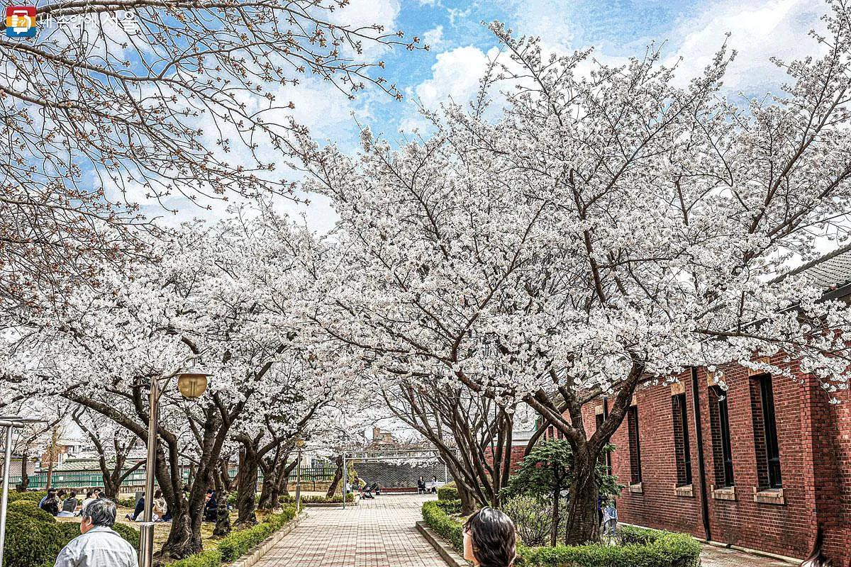 놓치면 1년 기다려야 할 숨은 벚꽃 명소 3