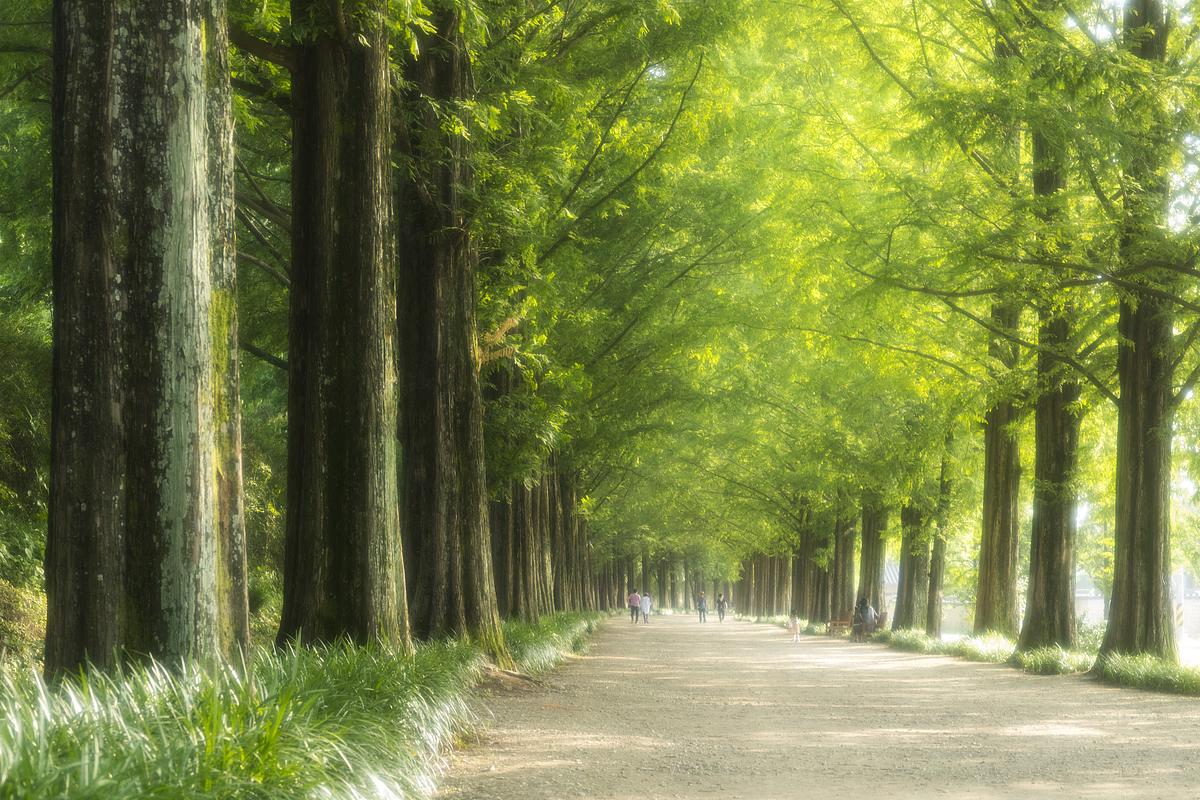 드디어 열린다! 2025 국내 비밀의 숲 TOP 3