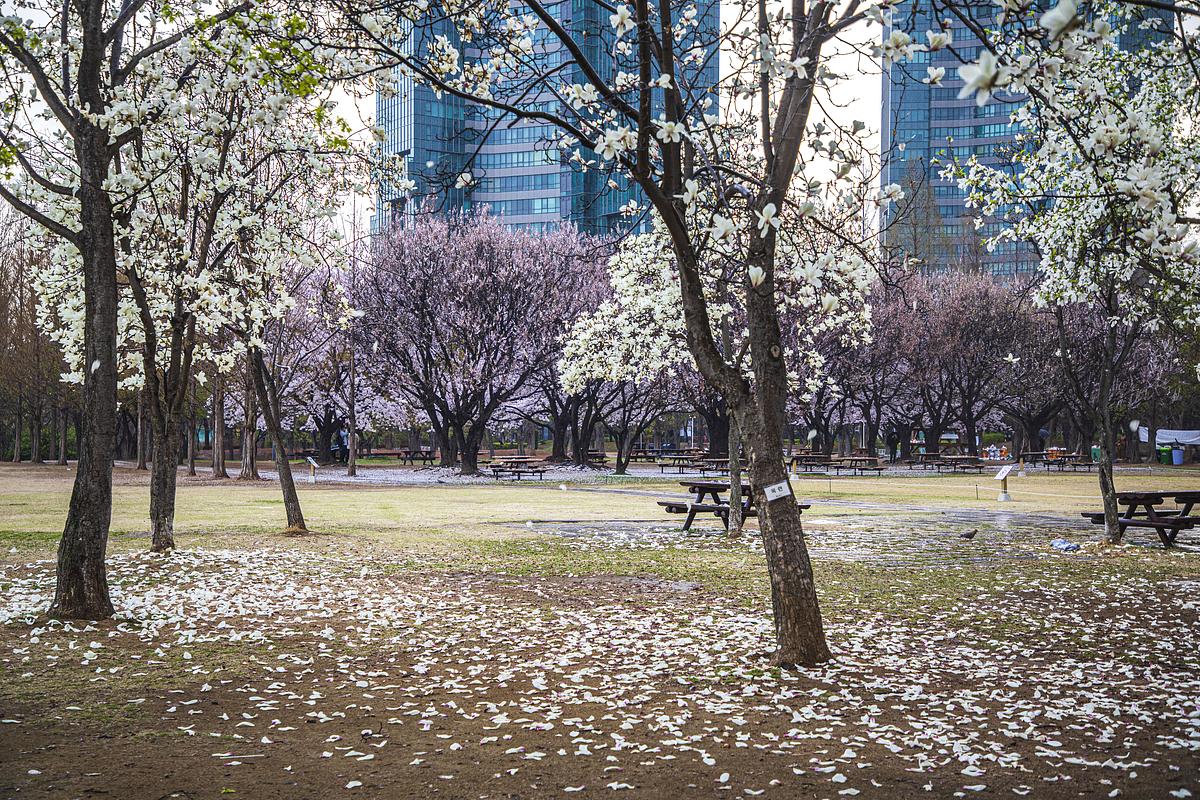 100그루 목련이 만드는 환상, 숨은 봄꽃 명소 김해시민의 숲