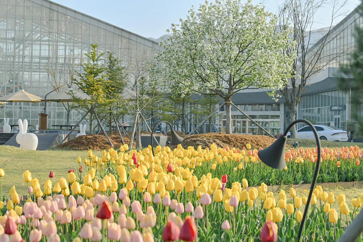 “설렘을 피워낸다, 세종수목원 400종 제라늄 봄축제”