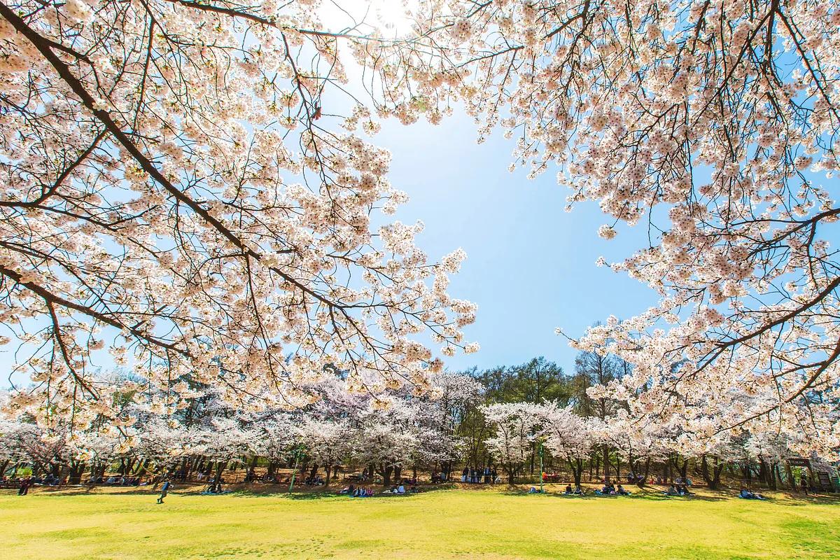 벚꽃이 활짝! 대중교통으로 즐기는 서울 벚꽃 명소 7
