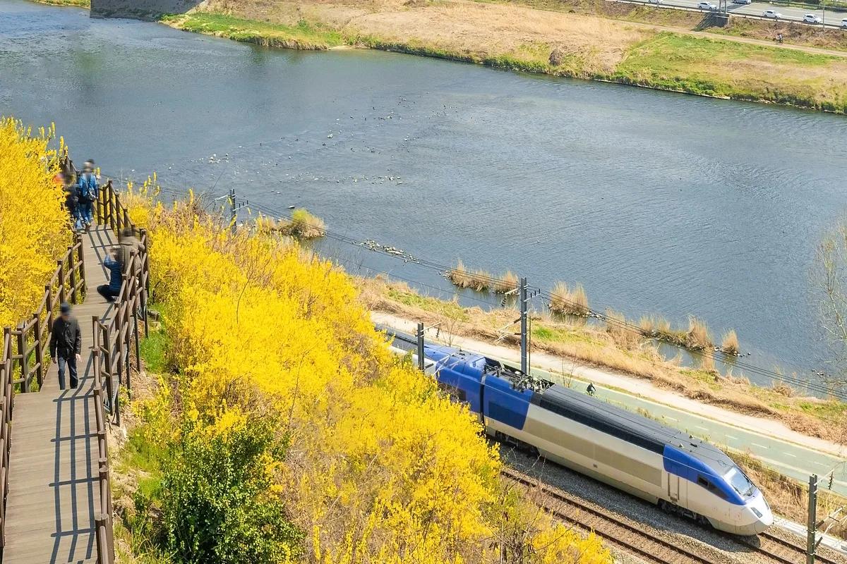 SNS에서 미리 소문난 봄꽃 여행! 서울 개나리 명소 2곳