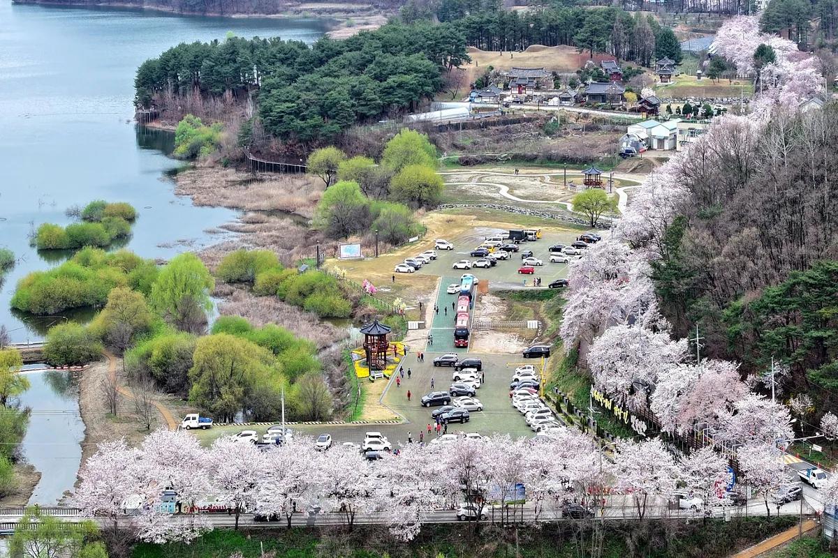 자동차 창문 너머 분홍빛 봄날, 국내 벚꽃 로드 베스트3