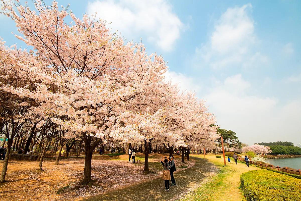 봄꽃 찾아 떠나는 국내외 인기 여행지