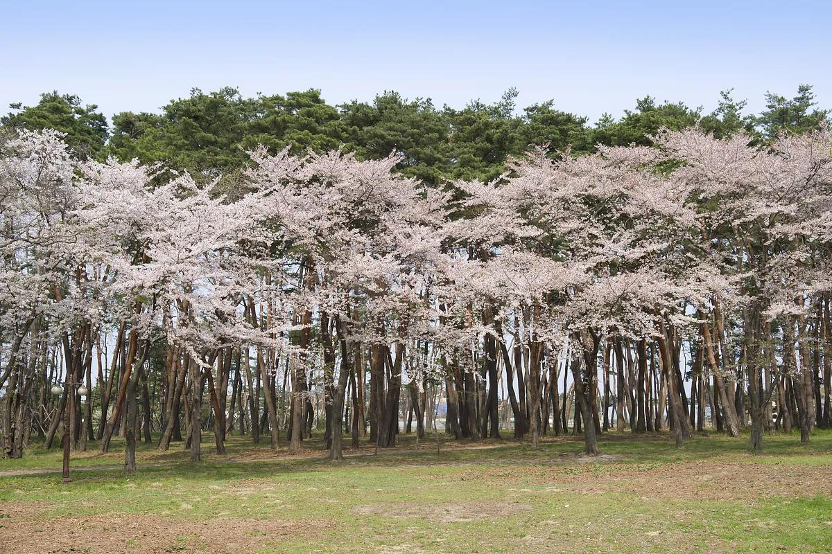 강릉에서 만나는 벚꽃 천국 3선