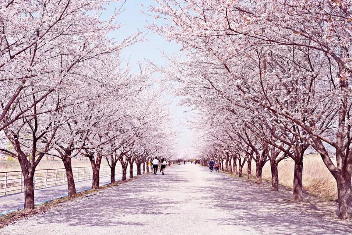 봄바람 따라 가볍게 떠나는 서울 벚꽃 명소 4곳
