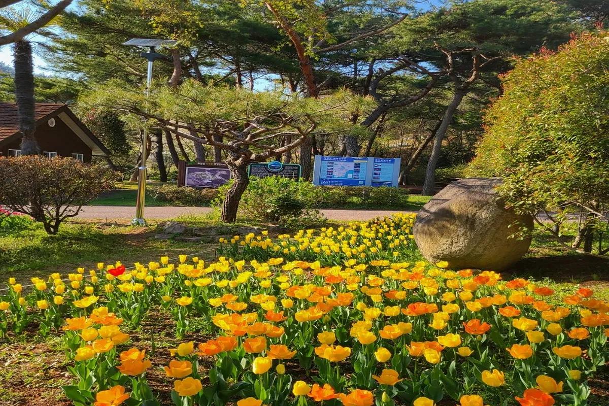 올봄, 장흥 하늘빛수목정원 튤립축제…지금 떠나야 하는 이유