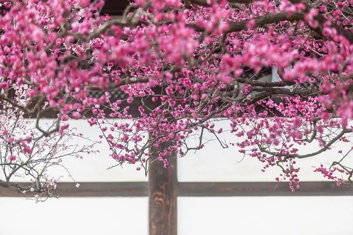 놓치면 아쉬운 봄의 시작, 통도사 홍매화