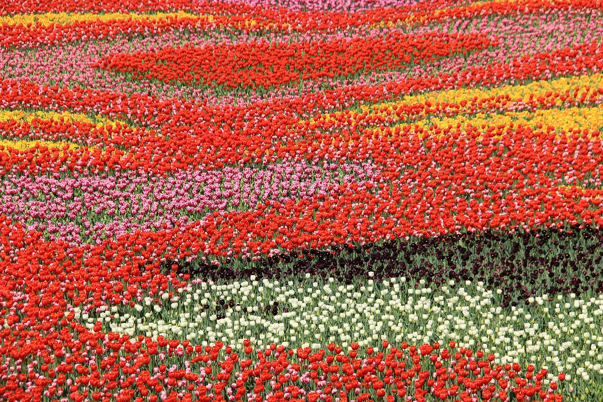 2025 태안 튤립축제, 놓치면 후회할 봄맞이 나들이