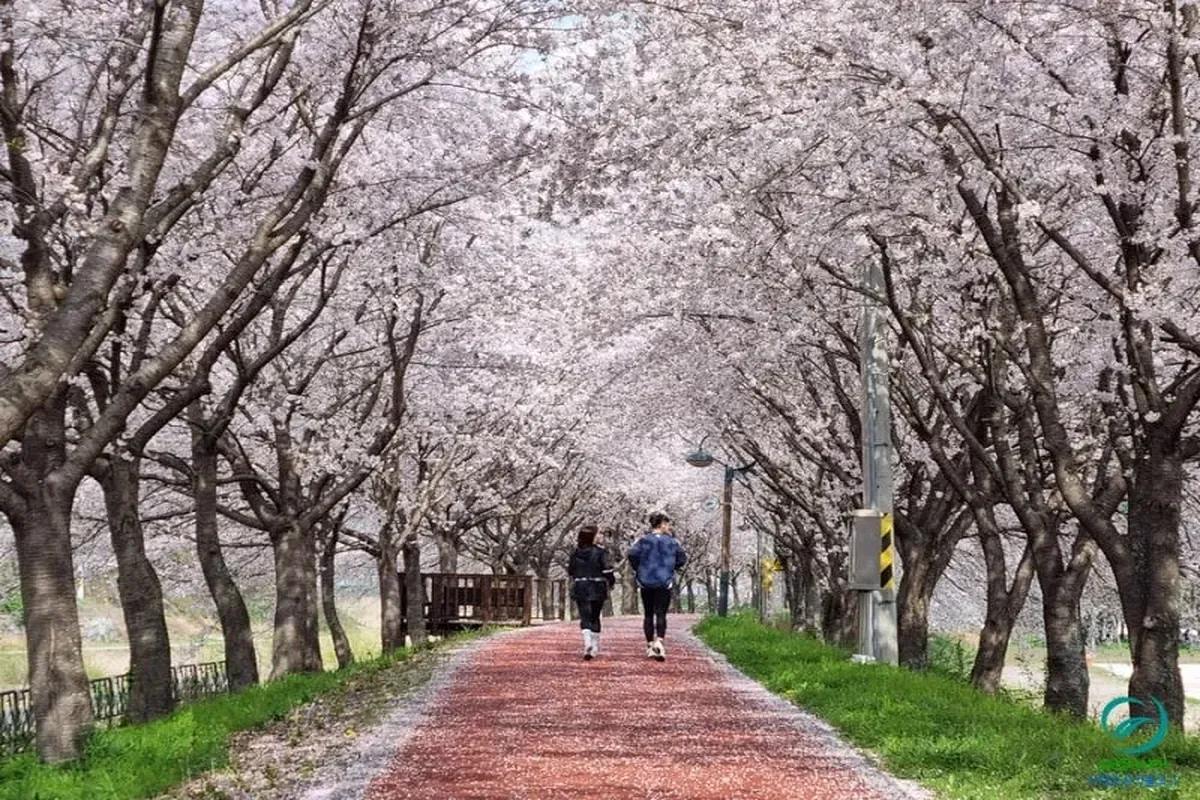 조용해서 더 좋은 의령 벚꽃길 3곳, 봄의 힐링 드라이브