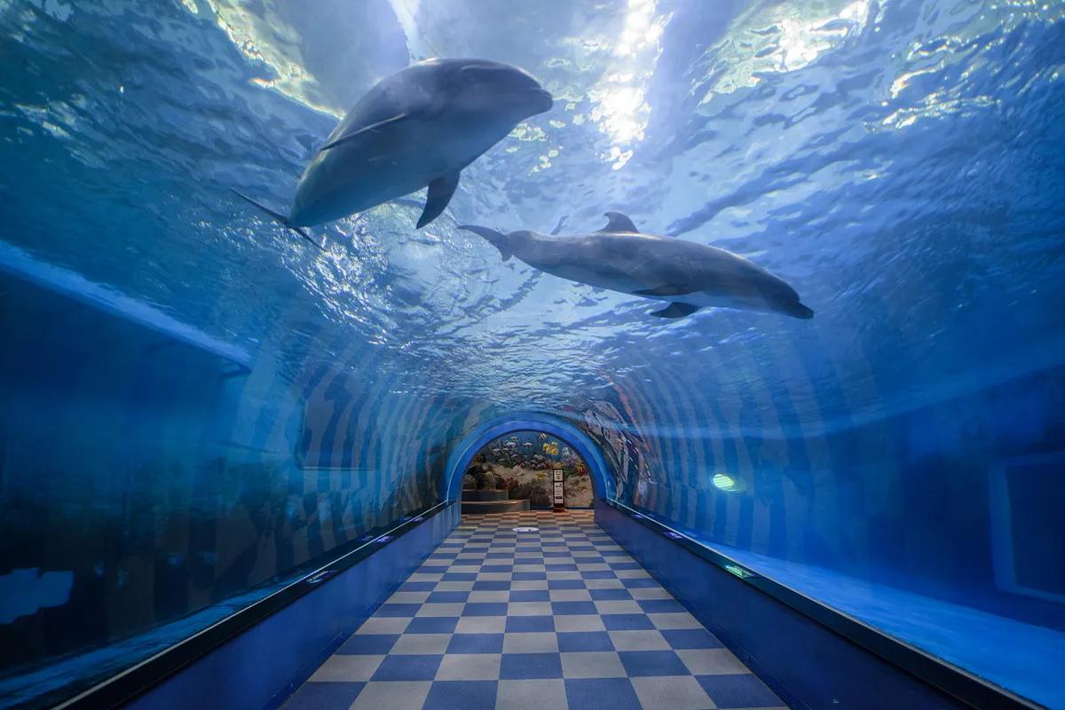 돌고래부터 군함까지, 울산 아이랑 가볼만한 곳 오감만족 명소 BEST 5