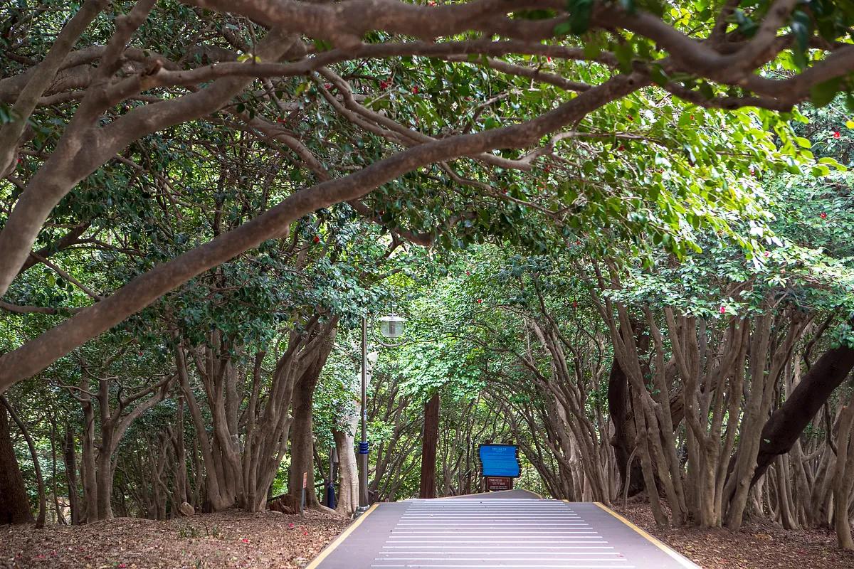 겨울의 끝자락, 붉게 물드는 동백꽃 여행지 BEST 4