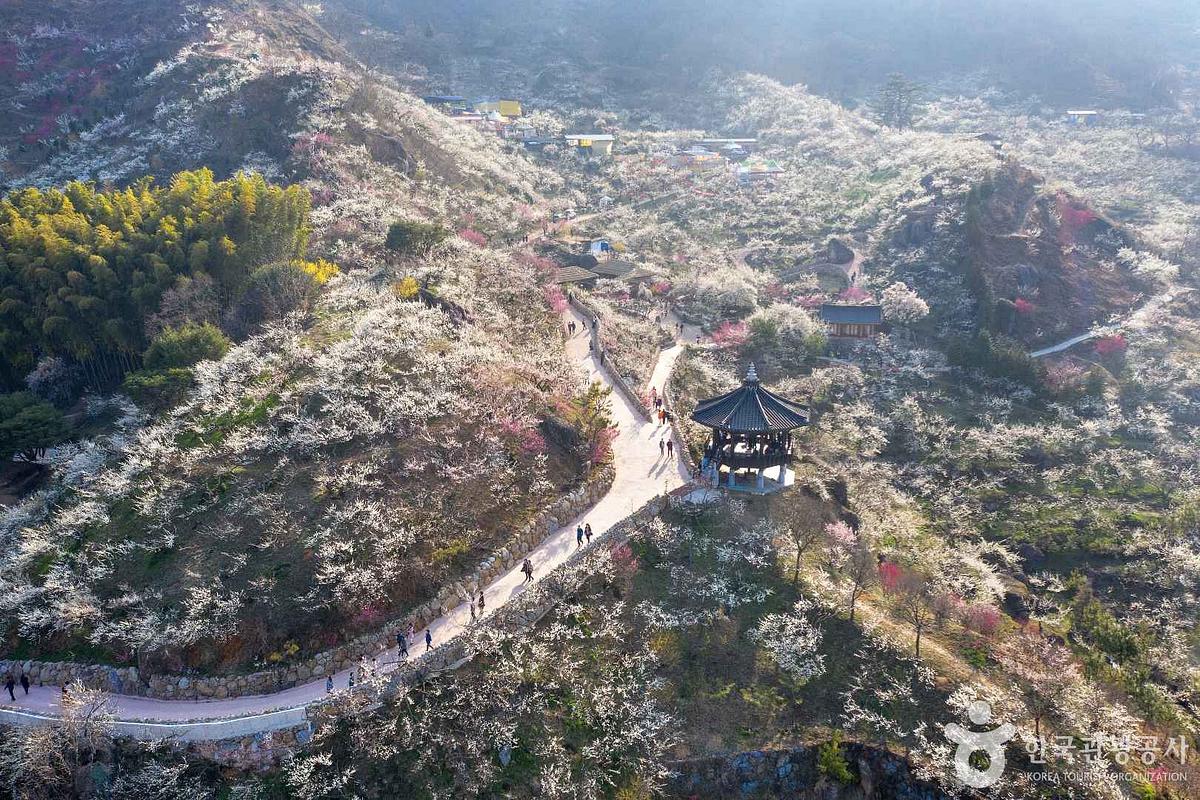 낙동강변에서 만나는 특별한 봄, 원동 매화마을 매화꽃