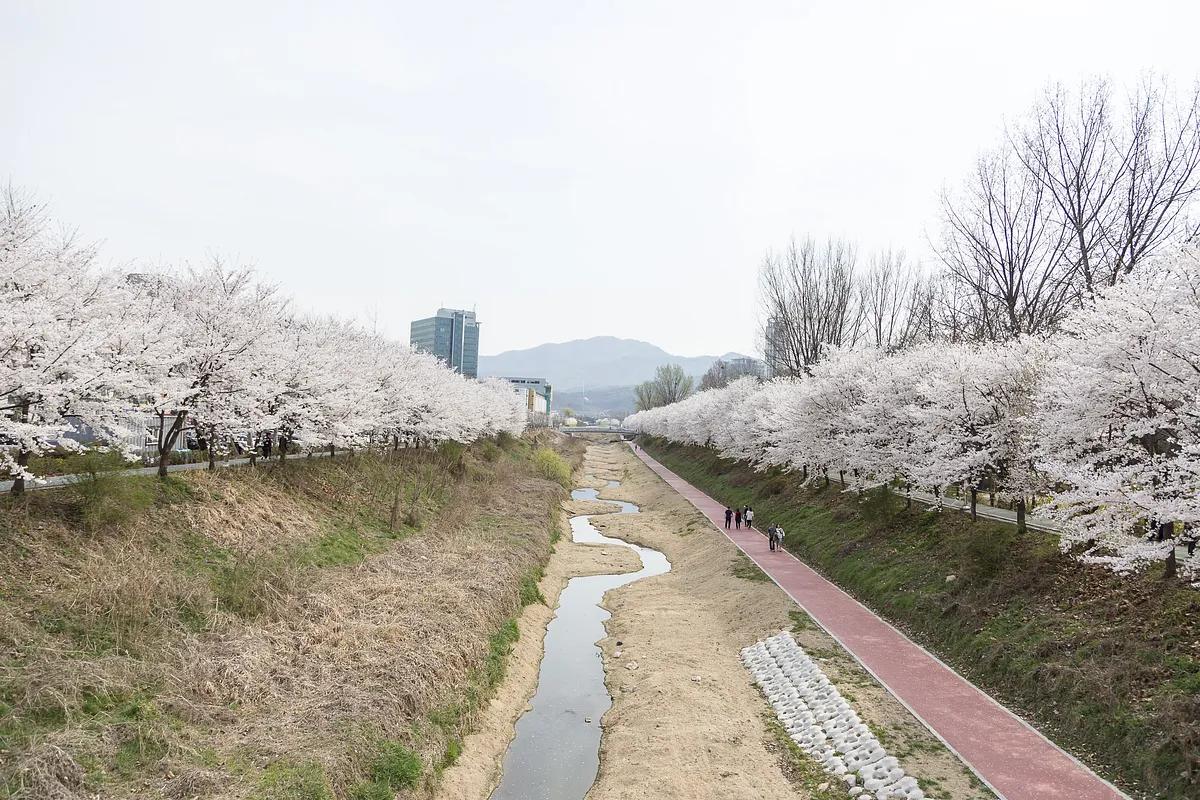 “양재천 벚꽃 따라 예술 한 스푼, 아트 살롱이 펼쳐진다”